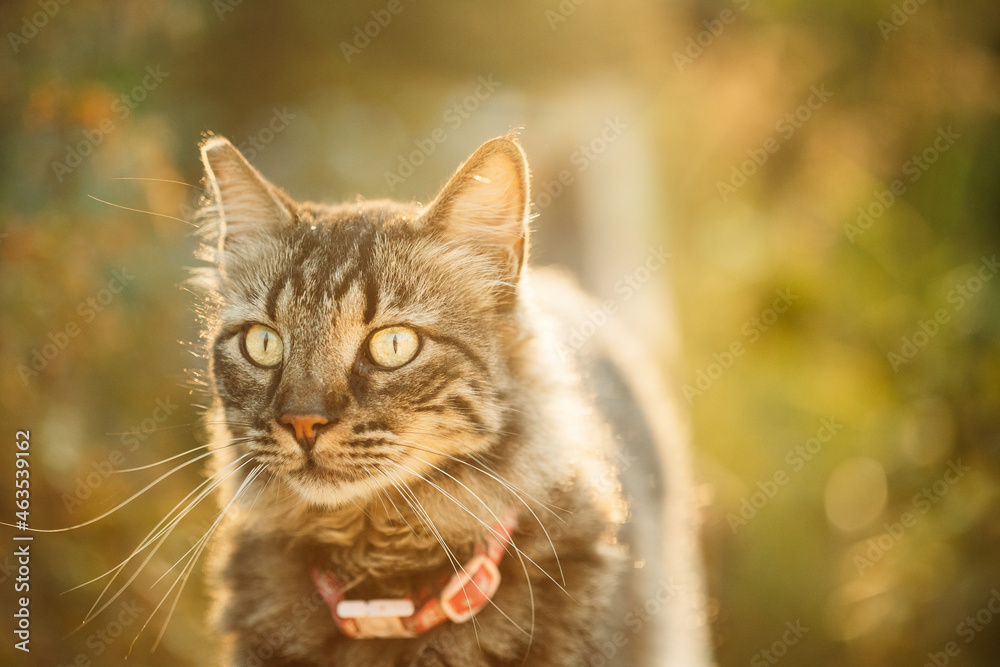Gorgeous Gray Cat Outdoor Portrait In Sunny Day. Close Up Gorgeous Gray Cat Outdoor Portrait In Sunny Day. Close Up