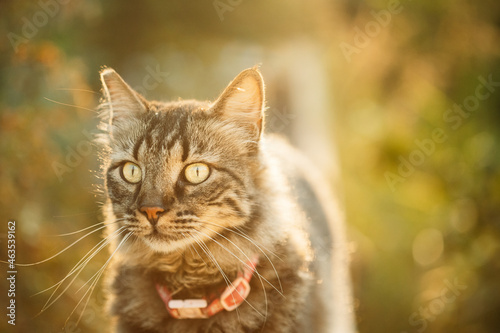 Gorgeous Gray Cat Outdoor Portrait In Sunny Day. Close Up © Grigory Bruev