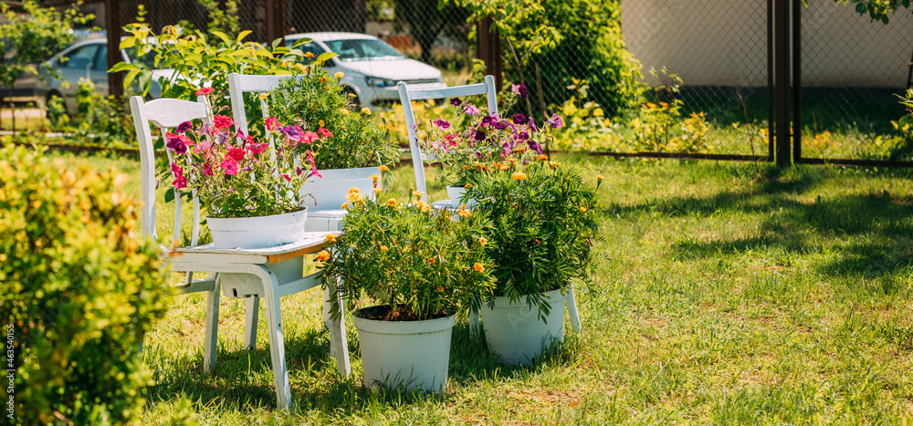 Decorative Wooden Chairs Equipped Basket Flowers Garden In Sunny Summer Day. Summer Flower Bed With Petunias. Landscaping, Garden Decor. Panorama. Panoramic View