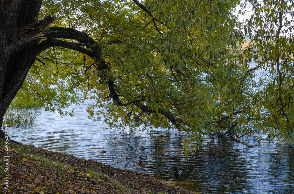 Fototapeta premium Lake in the forest surrounded by trees. Forest reservoir. Golden autumn near the water. Yellow leaves on the trees.