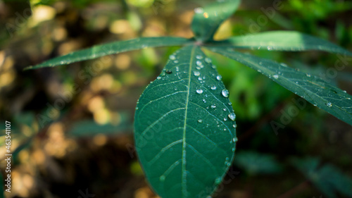 dewdrop on green leaf with blur background