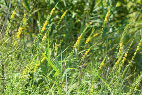 Multiple common agrimony in bloom closeup view with selective focus on foreground
