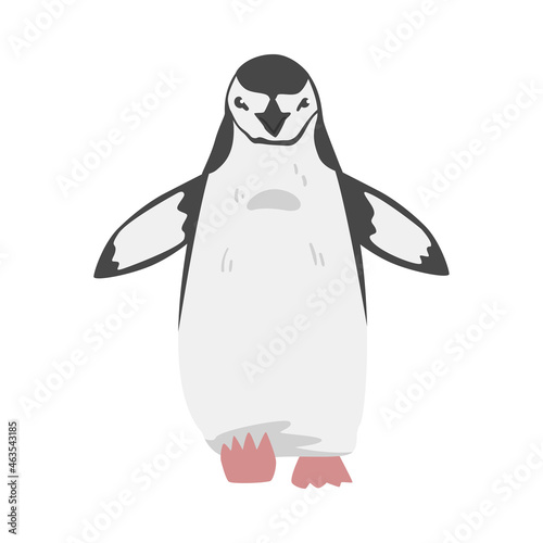 Fotografia Chinstrap Penguin as Aquatic Flightless Bird with Flippers for Swimming in Stand
