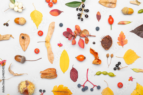 Autumn composition with fallen leaves on white background  closeup