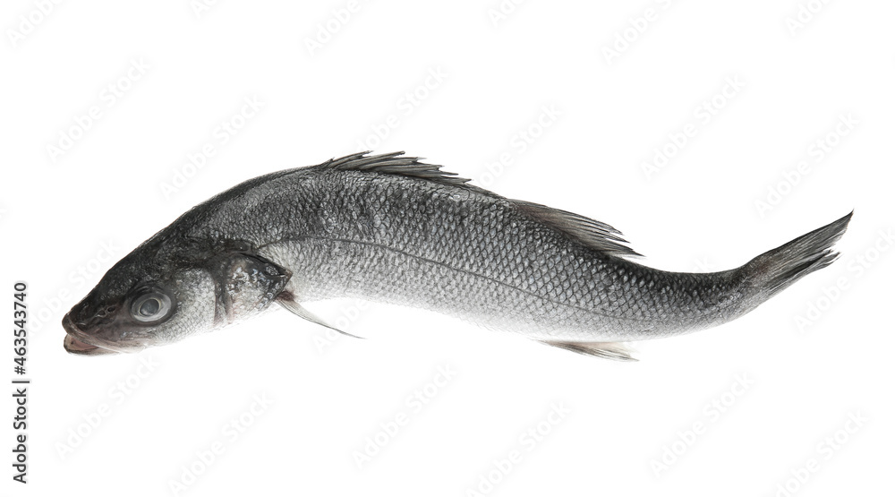 Obraz premium Fresh uncooked sea bass fish on white background