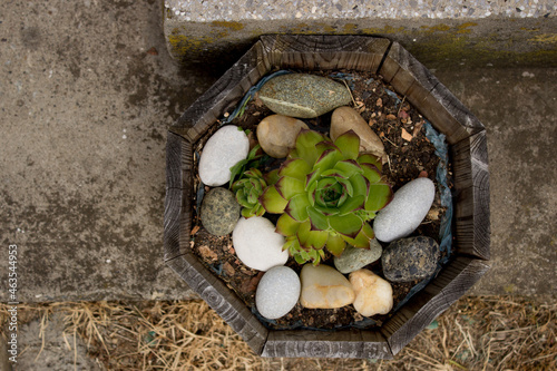Succulents and cactuses for decoration