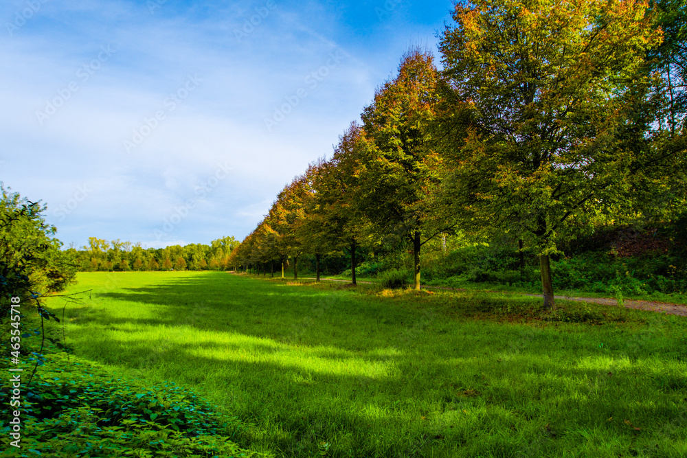 landscape with trees