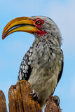 Southern yellow-billed hornbill, close-up with head and beak, sitting on wooden pole