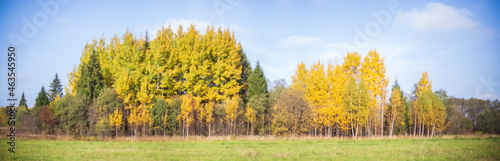 Panoramic nature background of forest with birch trees. Copy space.