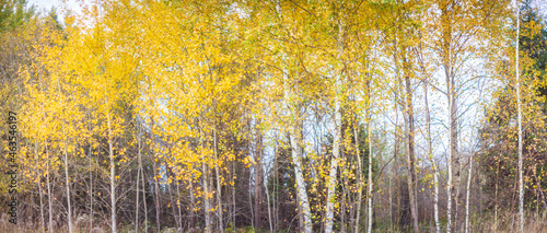 Panoramic nature background of forest with birch trees. Copy space