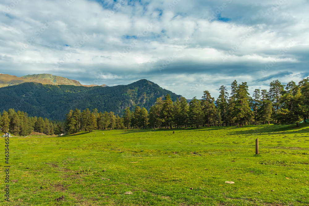 Fototapeta premium Beautiful mountain landscape, forest and clouds