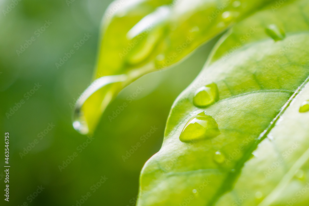 rain water drop on green leaf closeup natural background rain water drop on green leaf closeup natural background