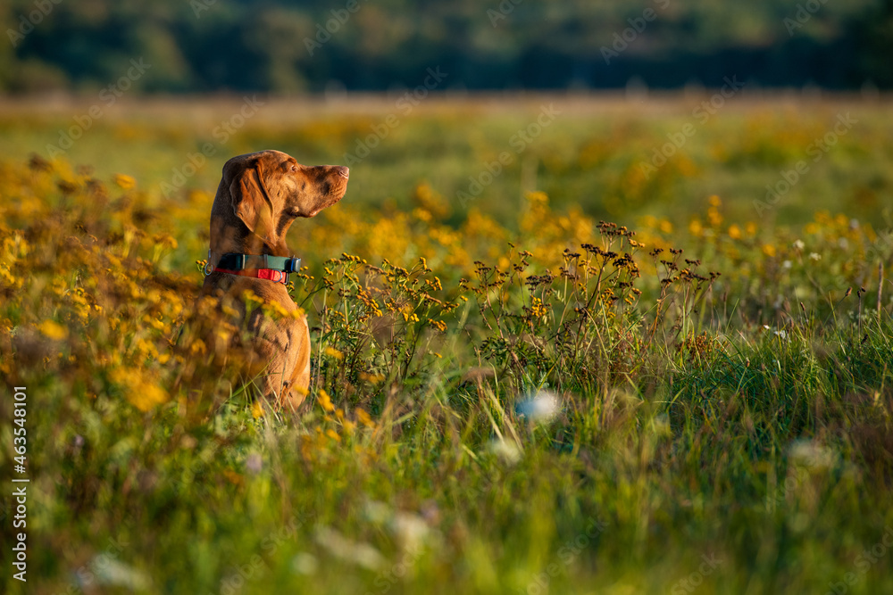 Beautiful male hungarian vizsla hunting dog outdoors portrait. Hunting dog stalking prey on a sunny autumn evening. - obrazy, fototapety, plakaty 