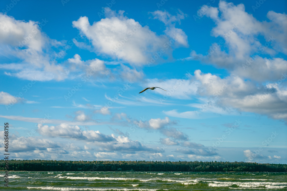 Obraz premium seagull in flight