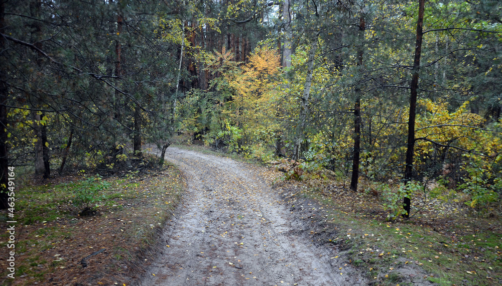 Naklejka premium Pine forest in Kiev Region. Nature of Eastern Europe at autumn