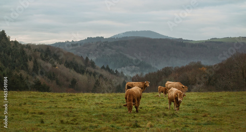 Kühe in der Eifel © Rebel