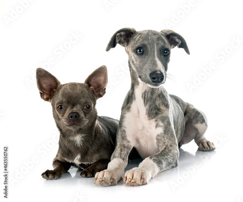 English Whippet and chihuahua in studio