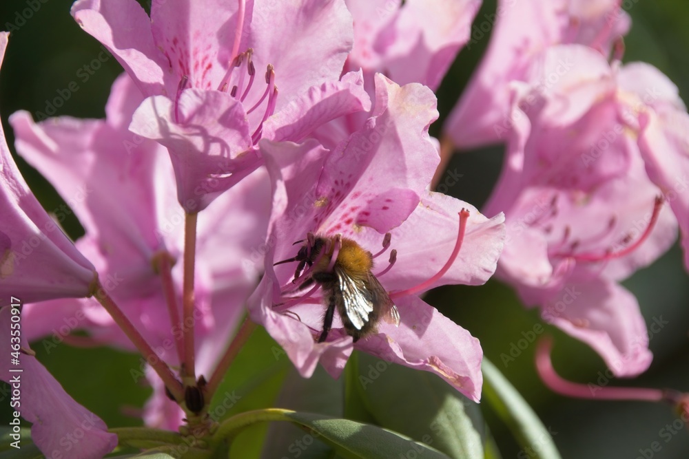 bee on pink flower bee on pink flower