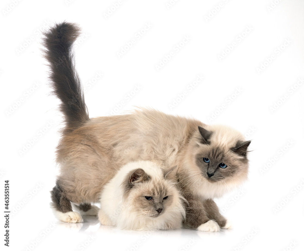 Obraz premium birman cats in studio