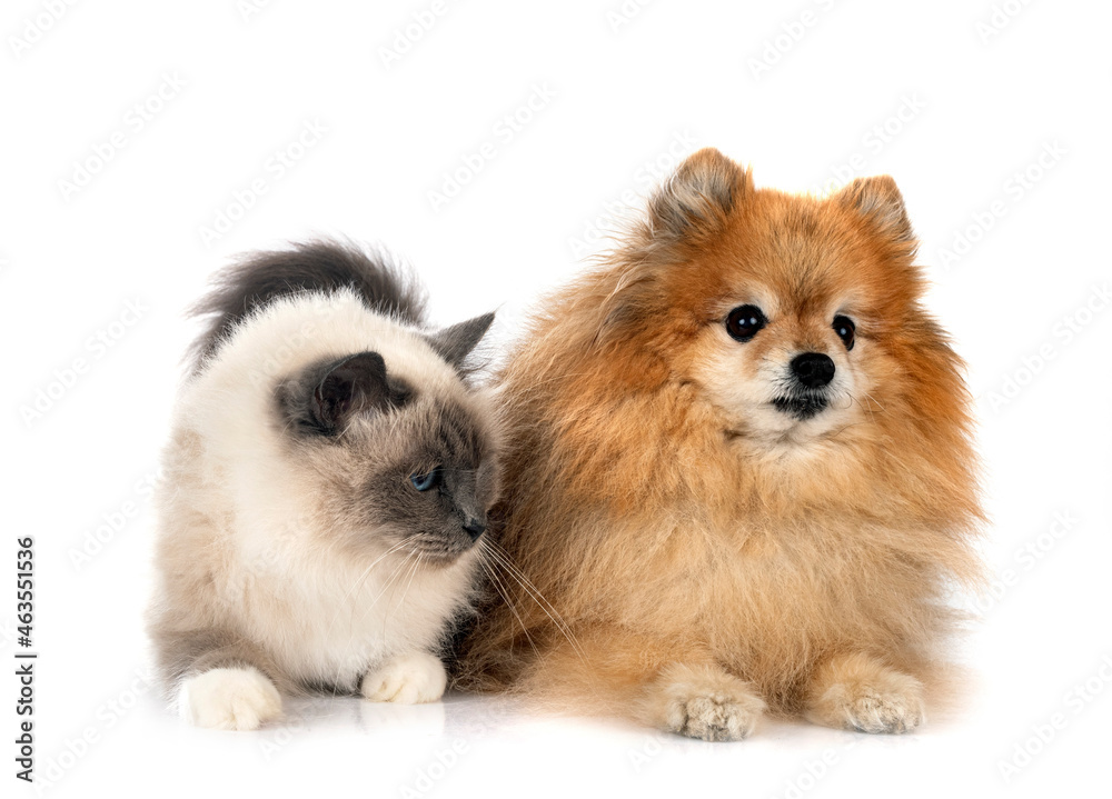birman cat and spitz birman cat and spitz