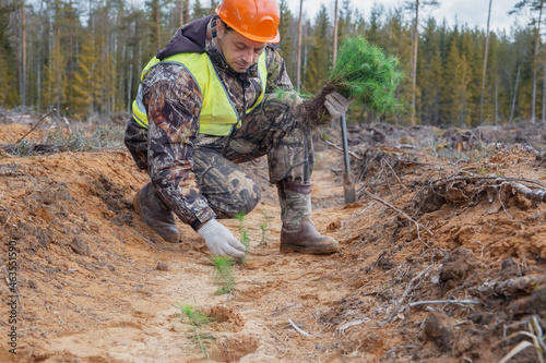 A forest worker is planting tree seedlings at the site of a cut forest.