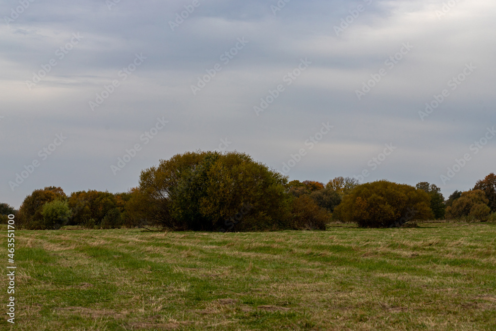 green meadow in Latvia countryside, willow bushes in distance, grey blueish cloudy sky green meadow in Latvia countryside, willow bushes in distance, grey blueish cloudy sky
