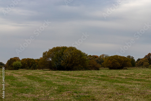 green meadow in Latvia countryside, willow bushes in distance, grey blueish cloudy sky