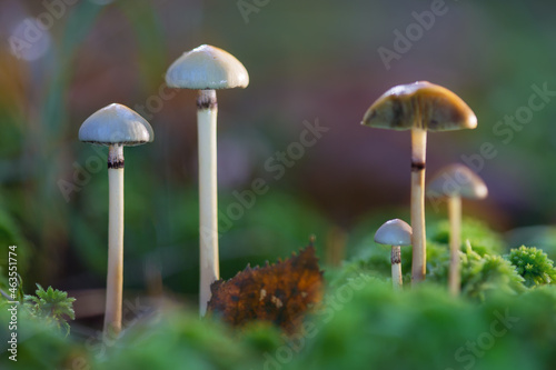 Hallucinogenic mushrooms containing psilocybin grow in the forest. Selective focus on the mushroom cap on the left of the frame. Shallow depth of field.