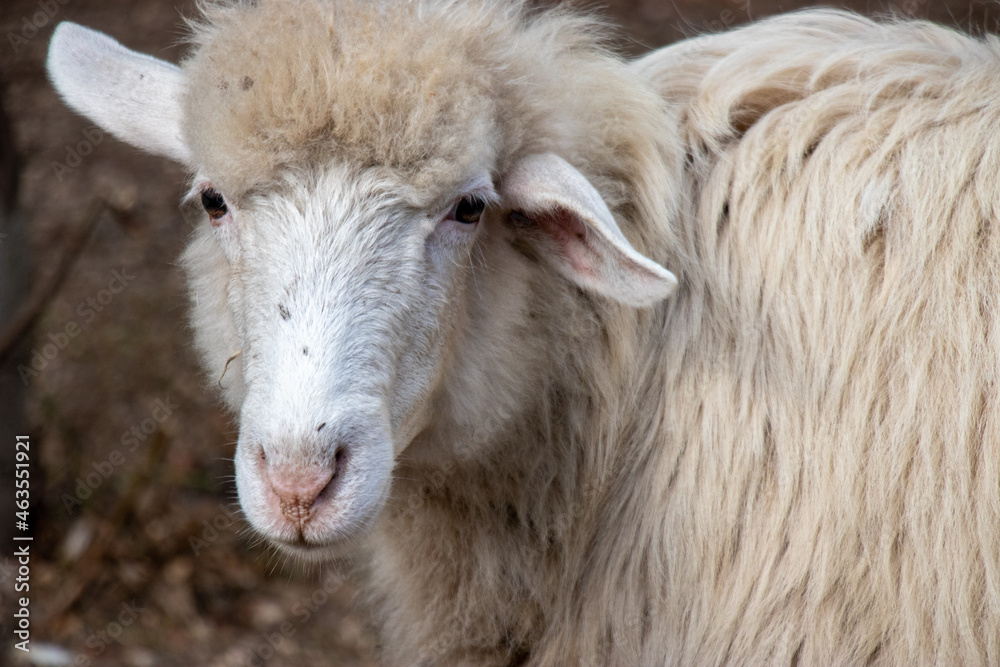 Obraz premium Sheep's Face