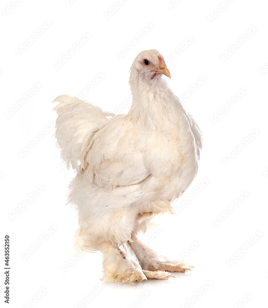 Cochin chicken in studio Cochin chicken in studio