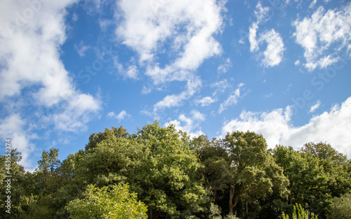 Blue bright sky of Sardinia with white clouds and trees © Alessandro