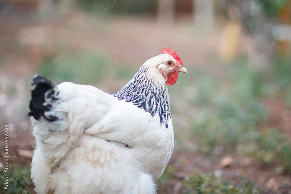 close-up of white, spotted chicken in the backyard in Adelaide, South Australia