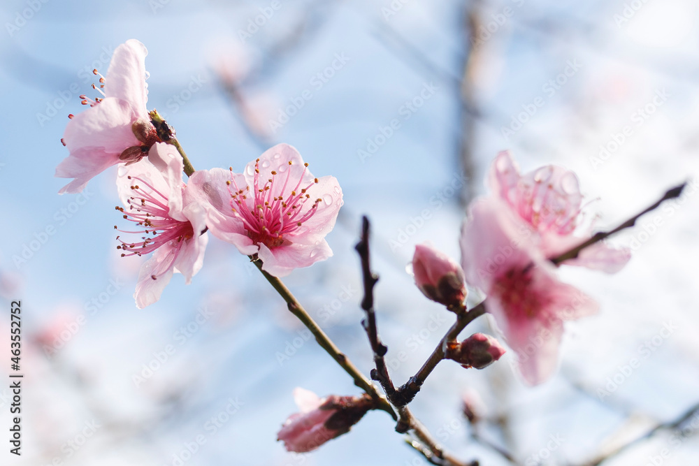 rain drops on beautiful pink blossom flowers with blue sky background rain drops on beautiful pink blossom flowers with blue sky background