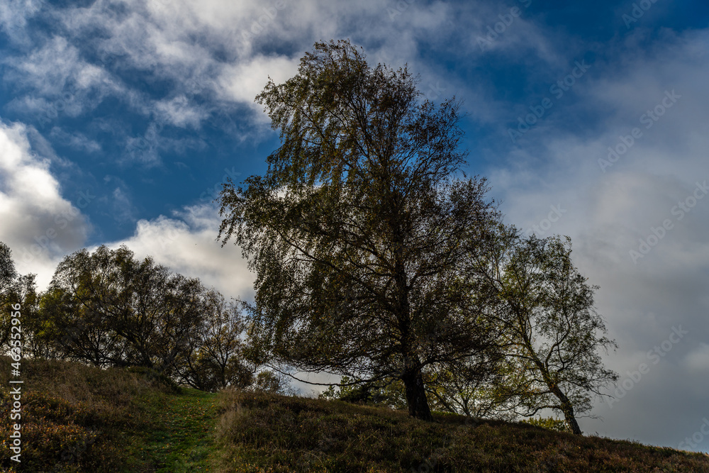 Lonely beech tree and blue sky, white clouds Lonely beech tree and blue sky, white clouds