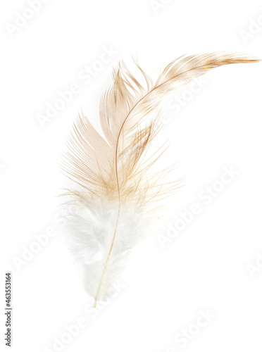 brown feathers on white background as background