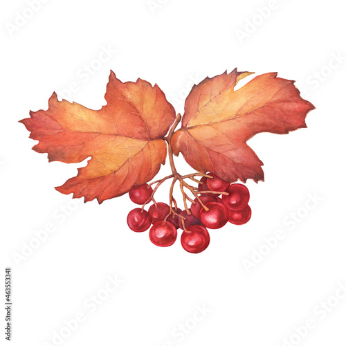 Close-up of a viburnum with leaves and red berries (Viburnum opulus, guelder rose, highbush cranberry, cramp bark, snowball) Watercolor hand drawn painting illustration isolated on white background.