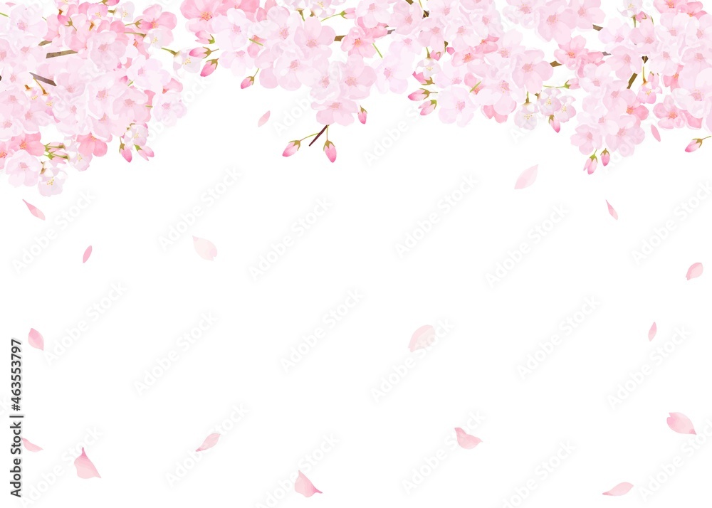 美しく華やかな桜の花と花びら舞い散る春の白バック背景ベクター素材イラスト
