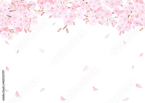 美しく華やかな桜の花と花びら舞い散る春の白バック背景ベクター素材イラスト 