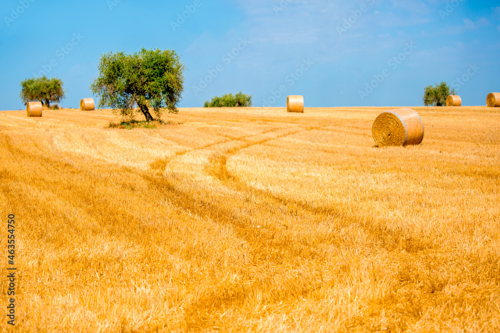 Fototapeta premium Olive trees on a beautiful landscape in the fields of Italy. Countryside gardening cultivation of olive fruits. The road to the olive trees against the blue sky. Place for text, copy space.