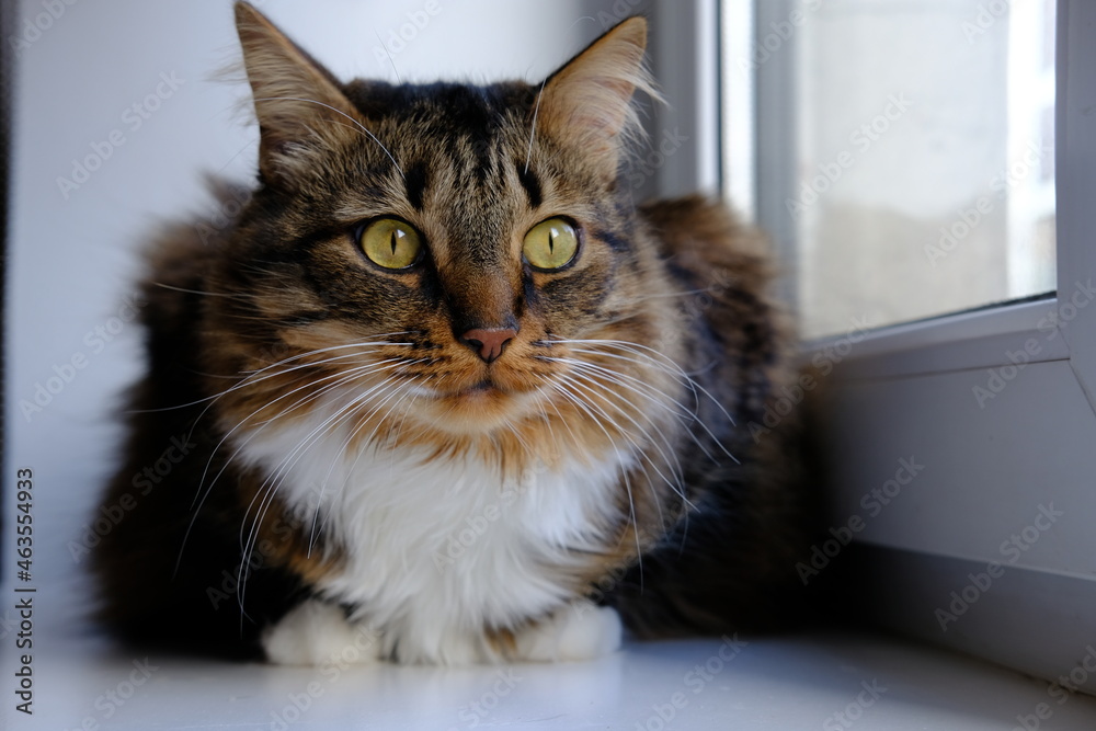 Cat sitting on the window