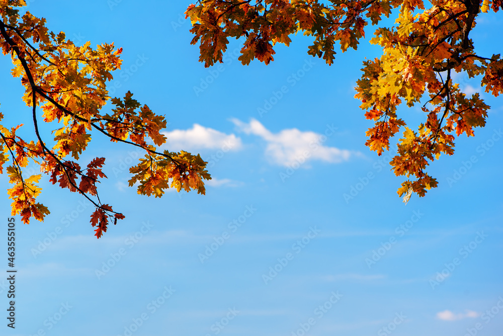 Yellow oak leaves against blue sky in autumn forest on sunny day. Border. Copy space.