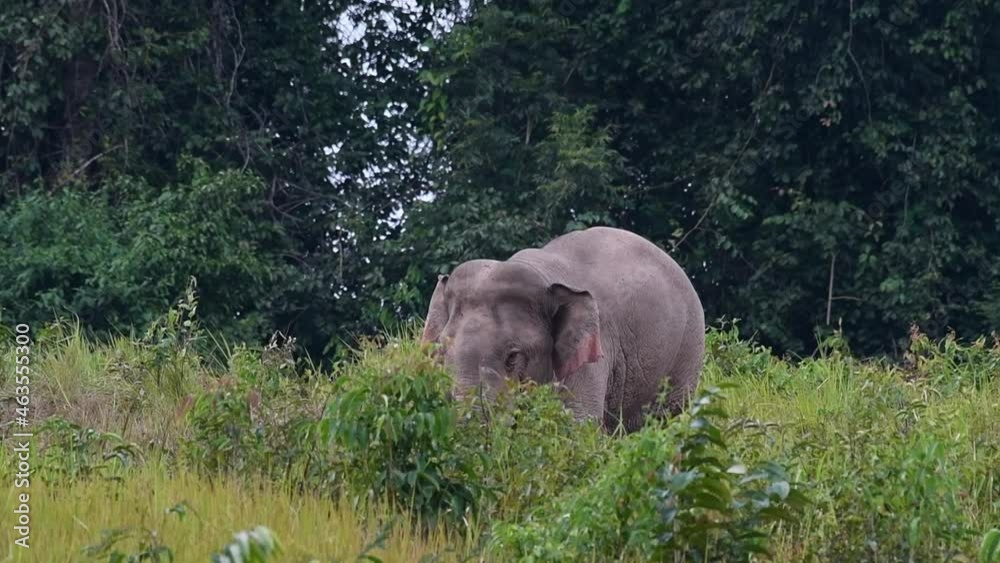Seen partially covered by tall grass moving with a strong wind during the afternoon; Indian Elephant, Elephas maximus indicus, Thailand.