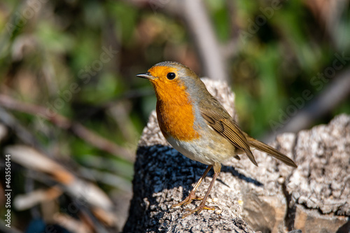robin resting on a branch © Federico