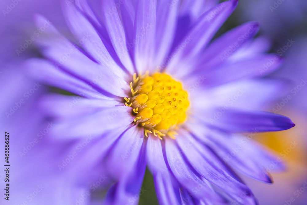 Beautiful violet nature background with autumn blue alpine daisy flowers, shallow depths of the field Beautiful violet nature background with autumn blue alpine daisy flowers, shallow depths of the field