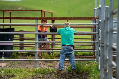 Valokuva ear tagging equipment and worm drenching gun rady to treat cows and sheep in Aus