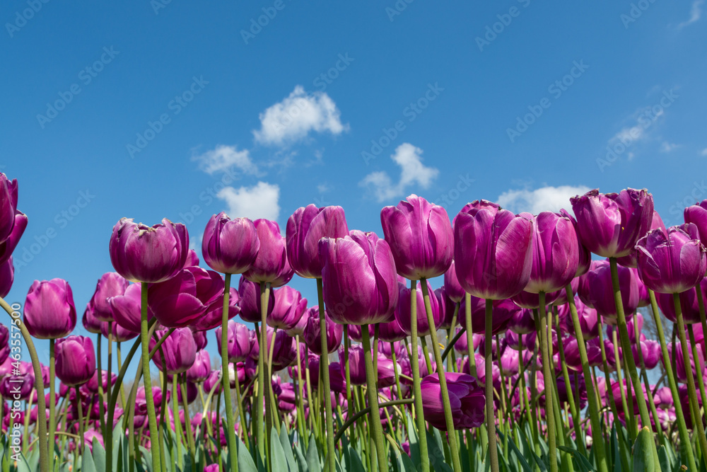 Nature backgound, colorful tulips flowers in blossom on farm fields in April and May and blue sky