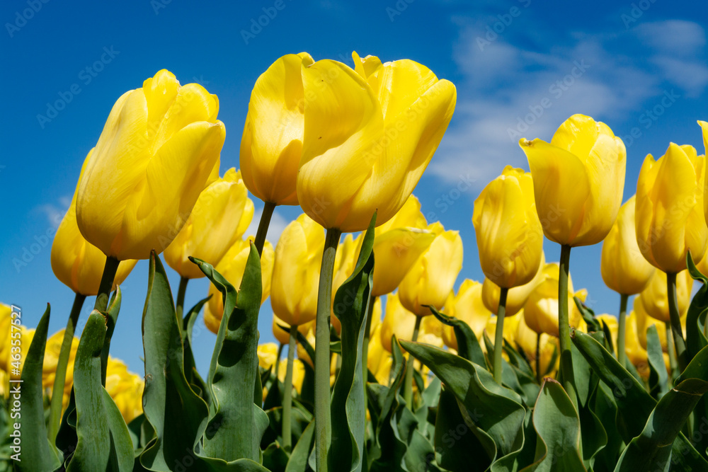 Obraz premium Nature backgound, colorful tulips flowers in blossom on farm fields in April and May and blue sky