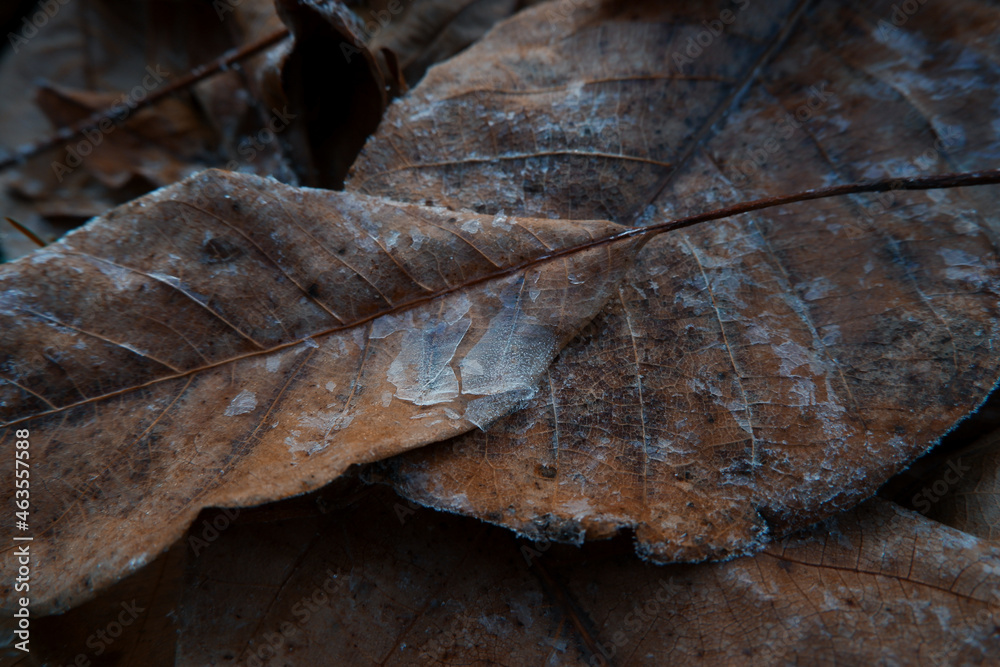 Autumn leaves were covered with ice, the first frosts. Autumn leaves were covered with ice, the first frosts.