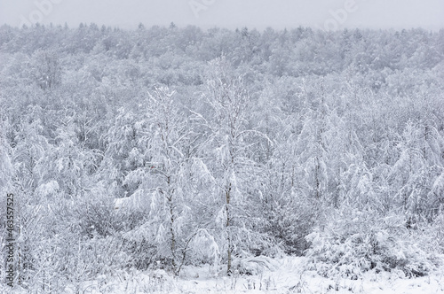 Winter landscape. Snow is falling in the forest. Snow covered trees. © Elena