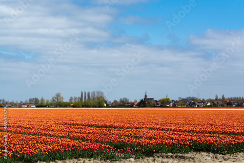 Tulip bulbs production industry  colorful tulip flowers fields in blossom in Netherlands